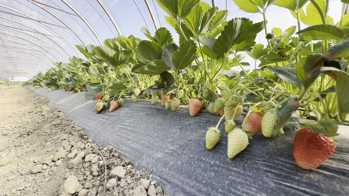 Fresas 1|Generador Fresas